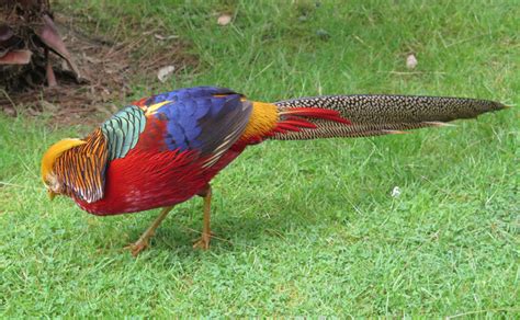 鳳凰是什麼鳥|鳳凰究竟是神話還是「真正存在」？揭開現實世界最接。